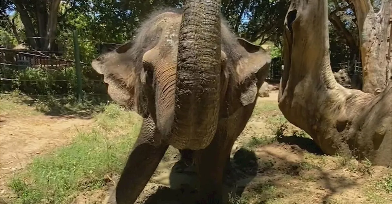 Perth Zoo's Beloved Elephant Permai Heads to Adelaide