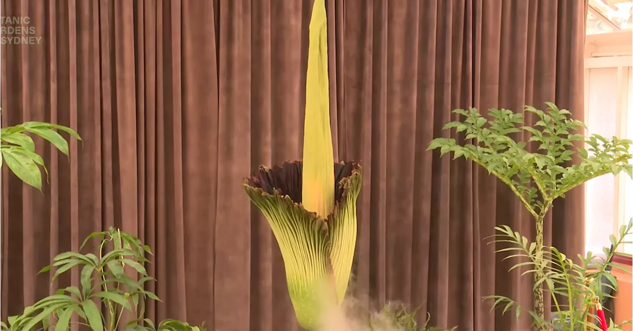 Sydney's corpse flower 'Putricia' beginning to bloom