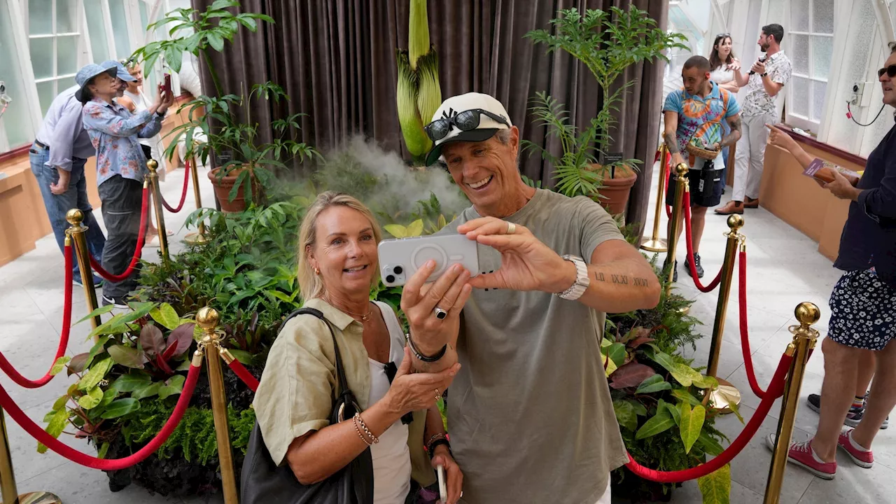 Rare plant emits a stink of death when it blooms. Thousands queued to get close to it