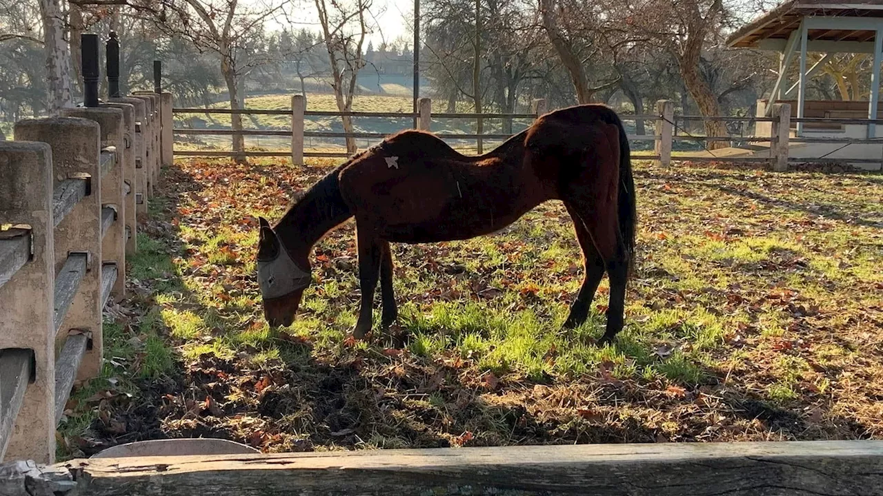 Woman arrested after 27 dead horses found across multiple properties