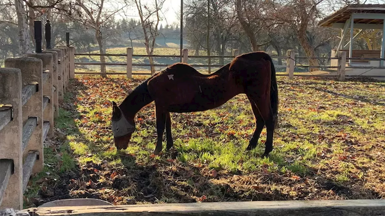 27 Dead Horses Found at Multiple Properties in California, Woman Arrested