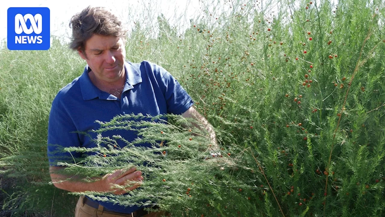 Asparagus growers leave crops to rot as prices drop below production cost