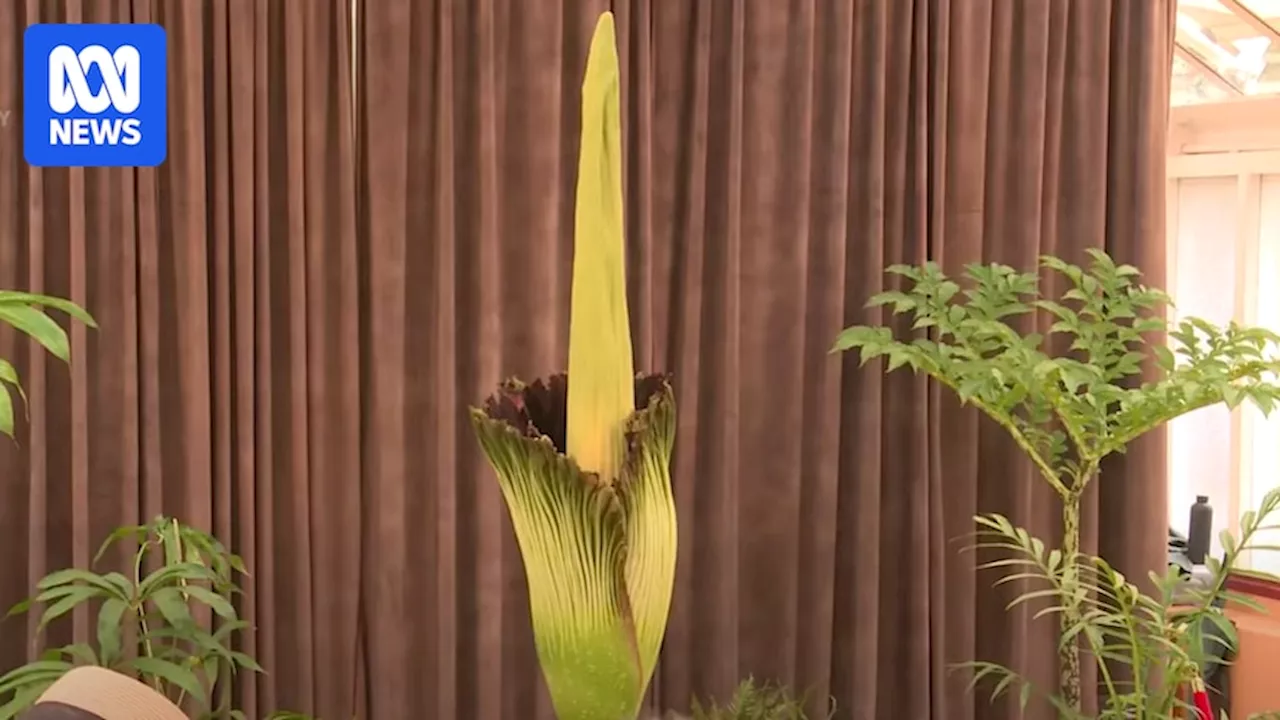 Big, stinky corpse flower Putricia begins bloom in Sydney, watched on by thousands via livestream