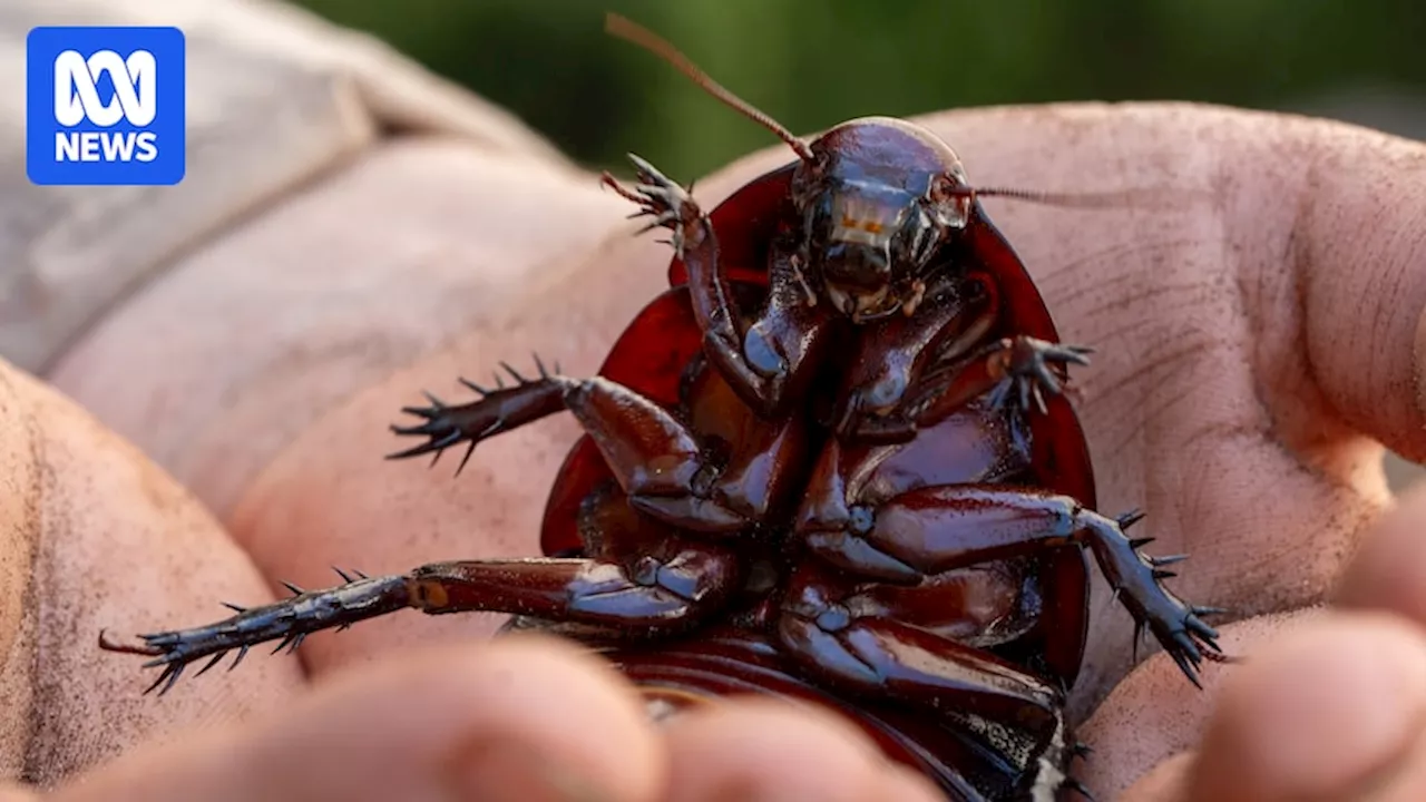 Giant Burrowing Cockroaches: An Unexpected Pet Trend