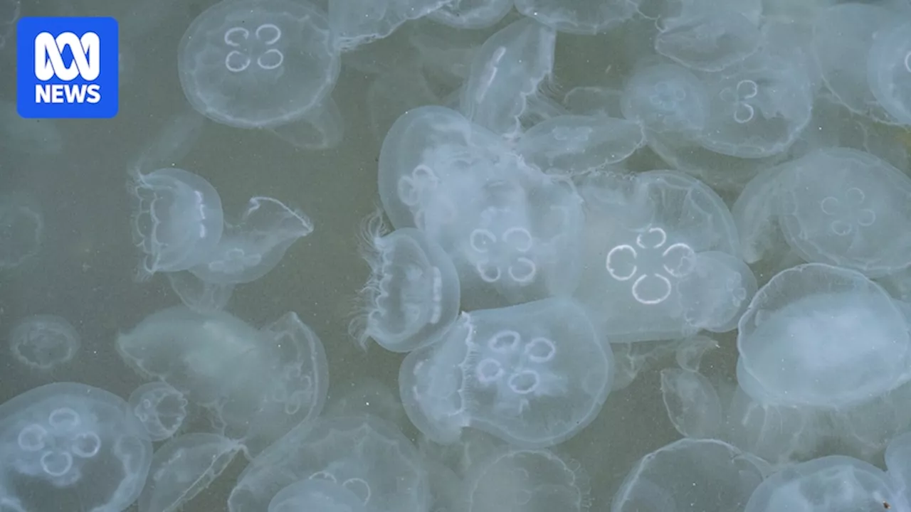 Moon jellyfish bloom at Hobart waterfront indicator of unbalanced marine ecosystem, scientist says