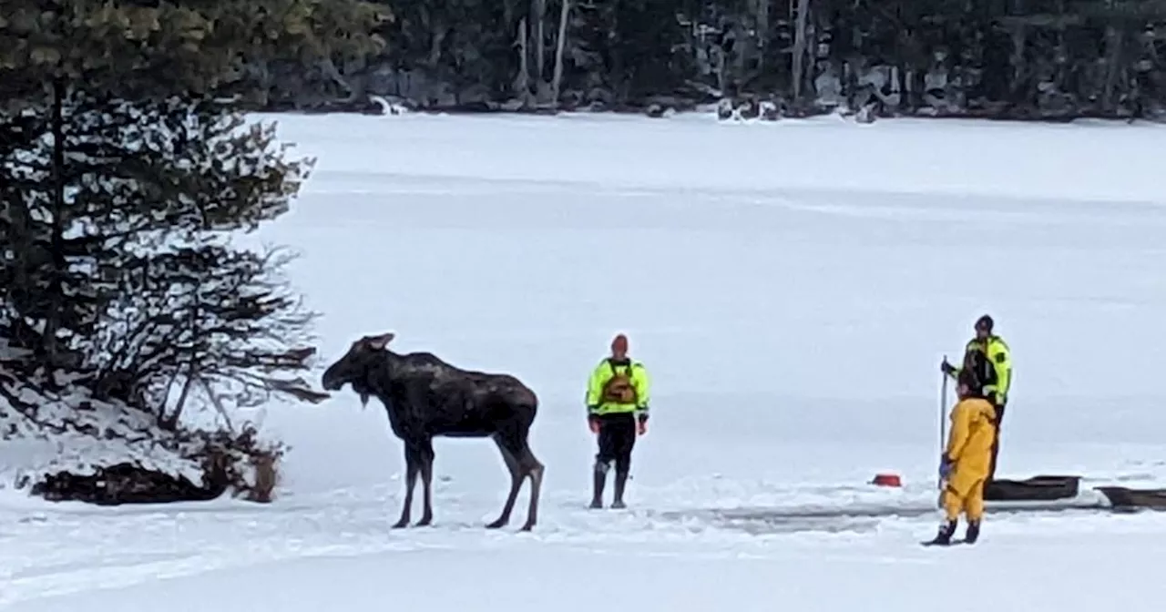 Moose Rescued From Partially Frozen Lake in New York