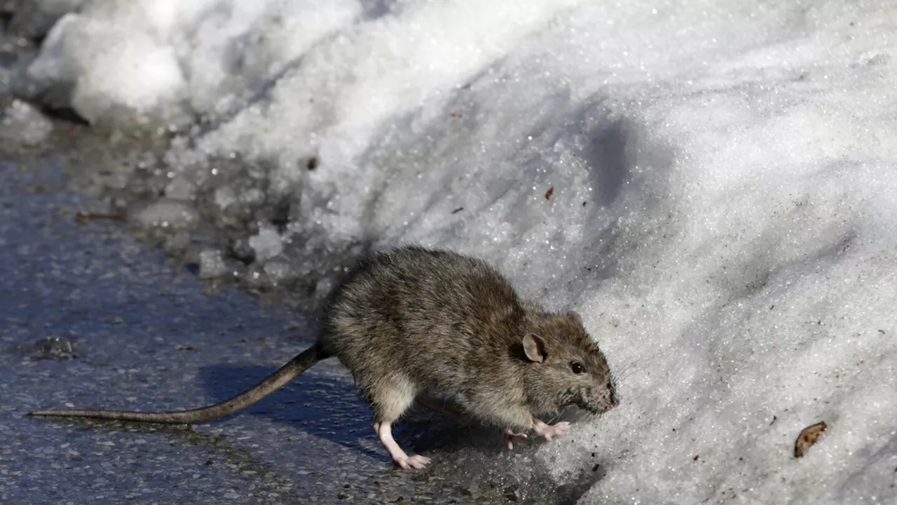 Cold snap chills New York City's rats, and heats up the fight against them