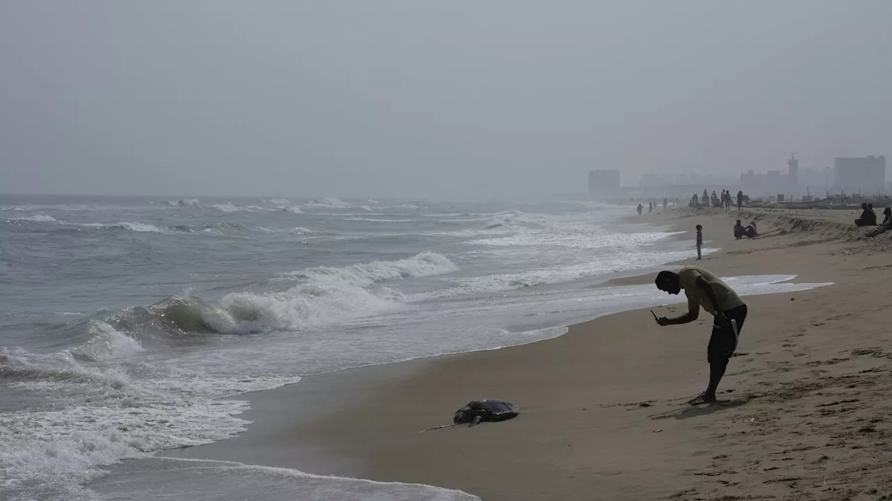 Hundreds of Olive Ridley Turtles Found Dead Off Chennai Coast, Sparking Debate Over Overfishing