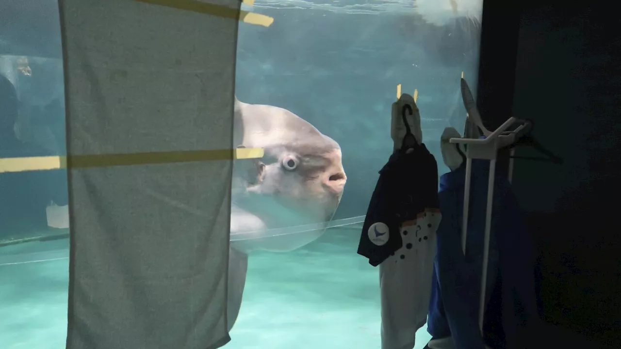 Sunfish that got sick after aquarium closed has recovered — thanks to human cutouts