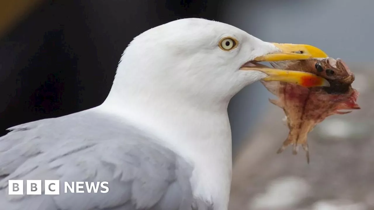 NatureScot Willing to Help with Gull Management in Scottish Borders