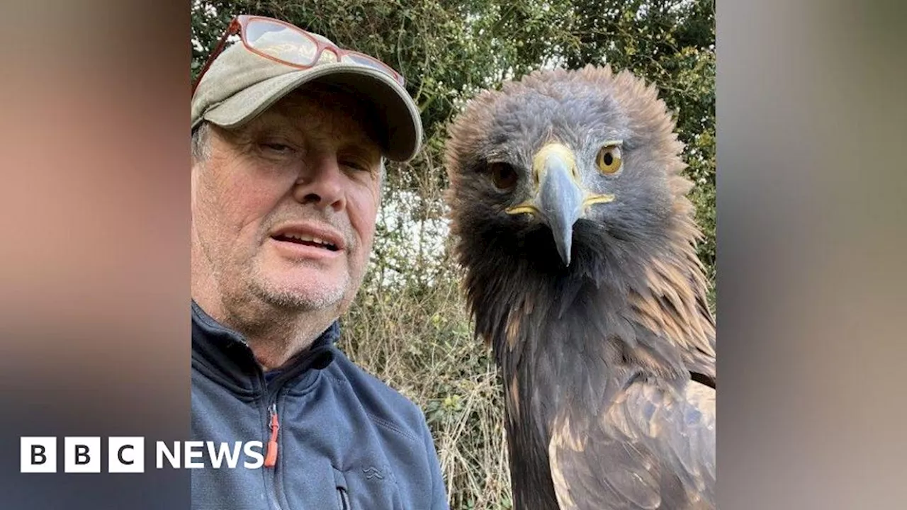 Bird Flu Forces Shropshire Falconry to Suspend Operations