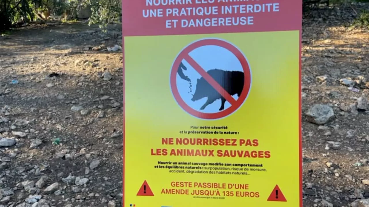 Parc des calanques: Marseille renforce son dispositif pour empêcher le nourrissage des sangliers