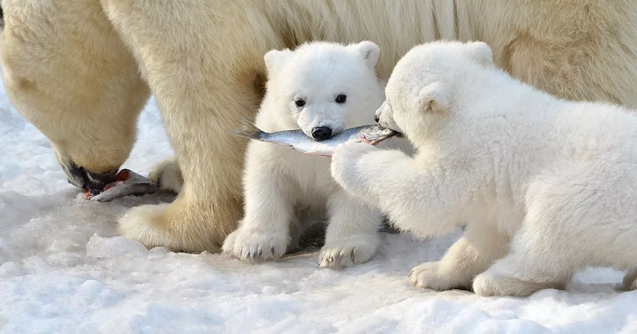 Canada Unveils Adorable Polar Bear Cub $1 Coin Set