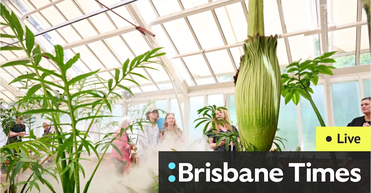 Corpse flower LIVE updates: ‘Putricia’ plant begins to bloom at Sydney’s Botanic Gardens