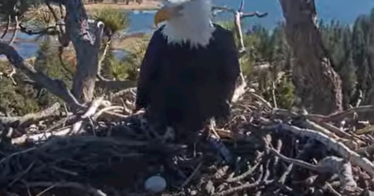 Big Bear's Jackie Lays First Egg of the Season