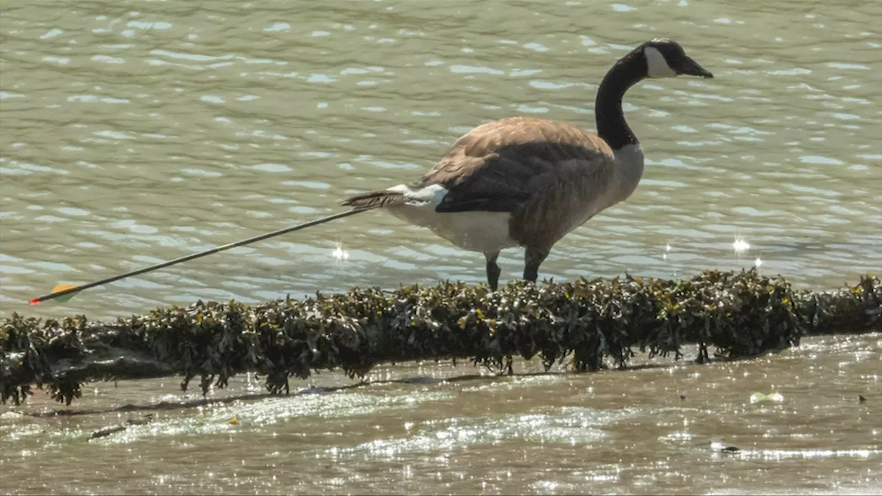 Arrow-Impaled Goose 'Wilson' Recovering After 7-Month Journey