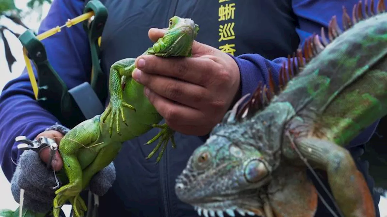 Taiwan Plans Mass Culling of Invasive Green Iguanas