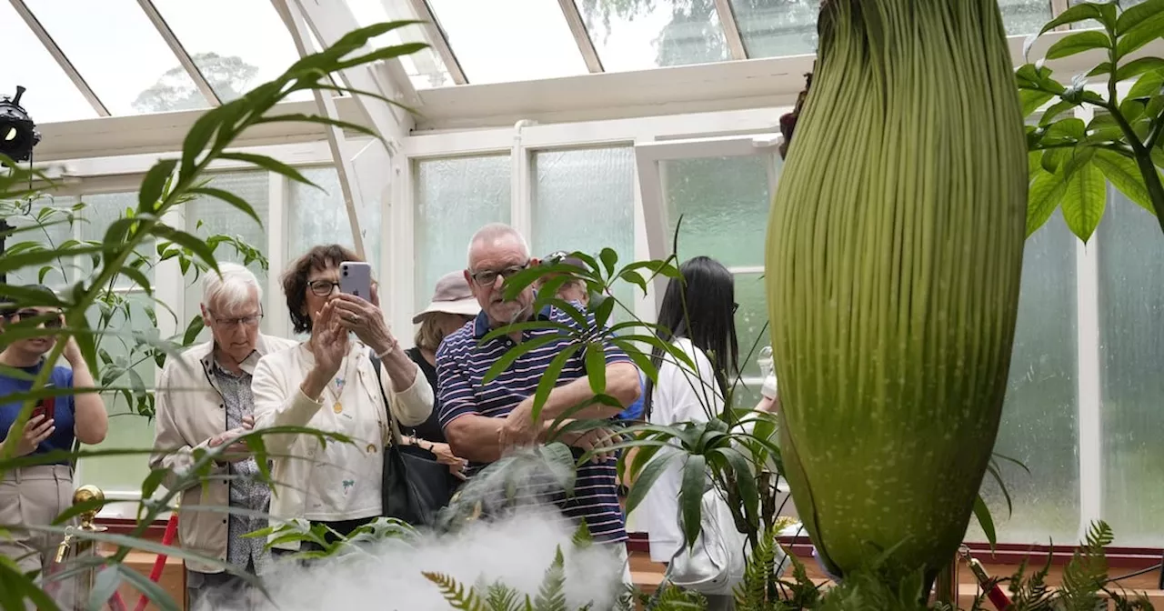 Sydney's Rare Corpse Flower Blooms, Drawing Crowds with its Putrid Stink