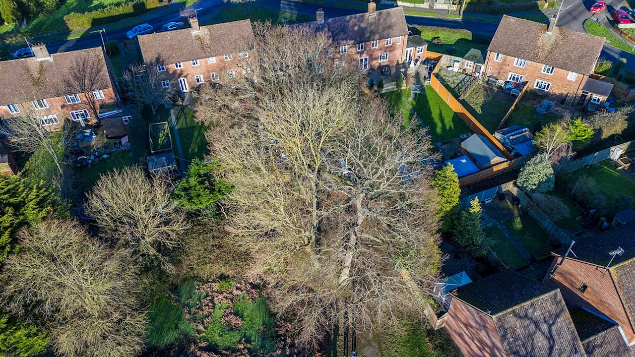 Historic Oak Tree Felled Due to Damage to Property