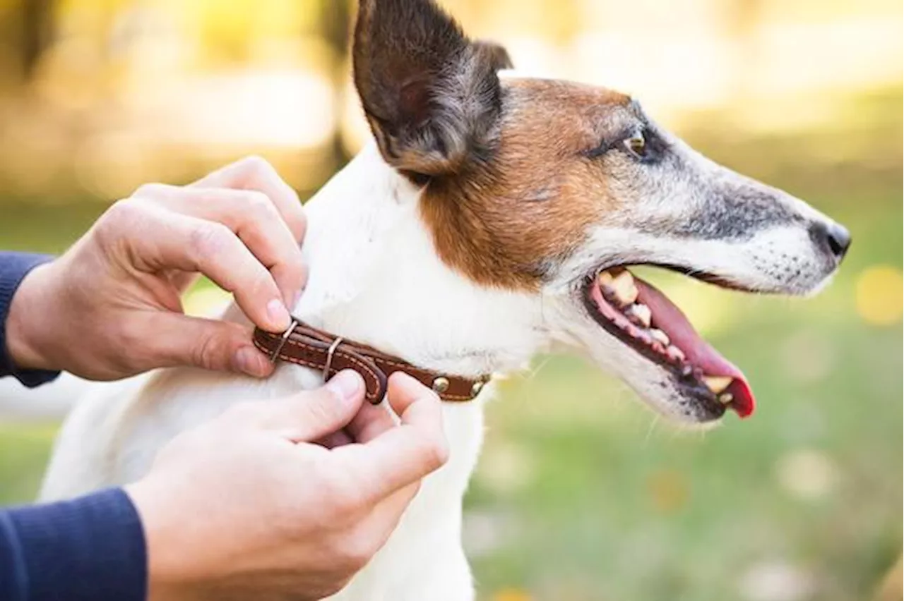 Descubre qué significa el color del collar de tu mascota; CDMX lanza iniciativa para el bienestar animal