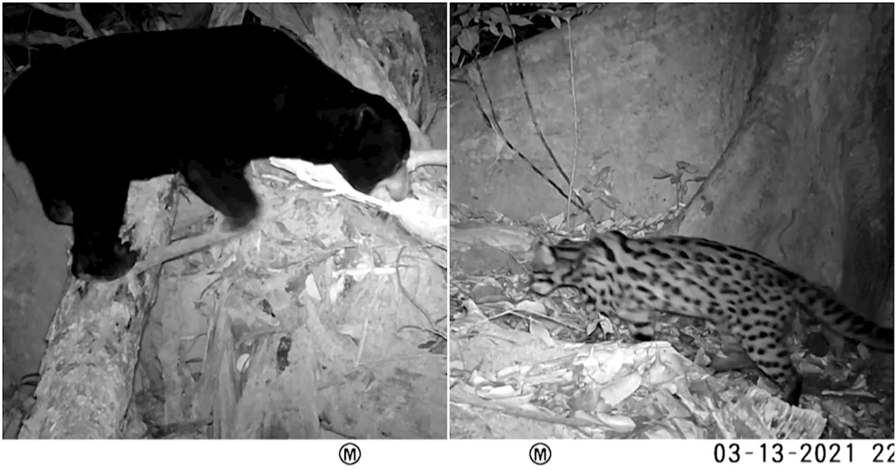 Lo spettacolo della natura: orso del sole e leopardo nebuloso nella video-trappola in Cambogia