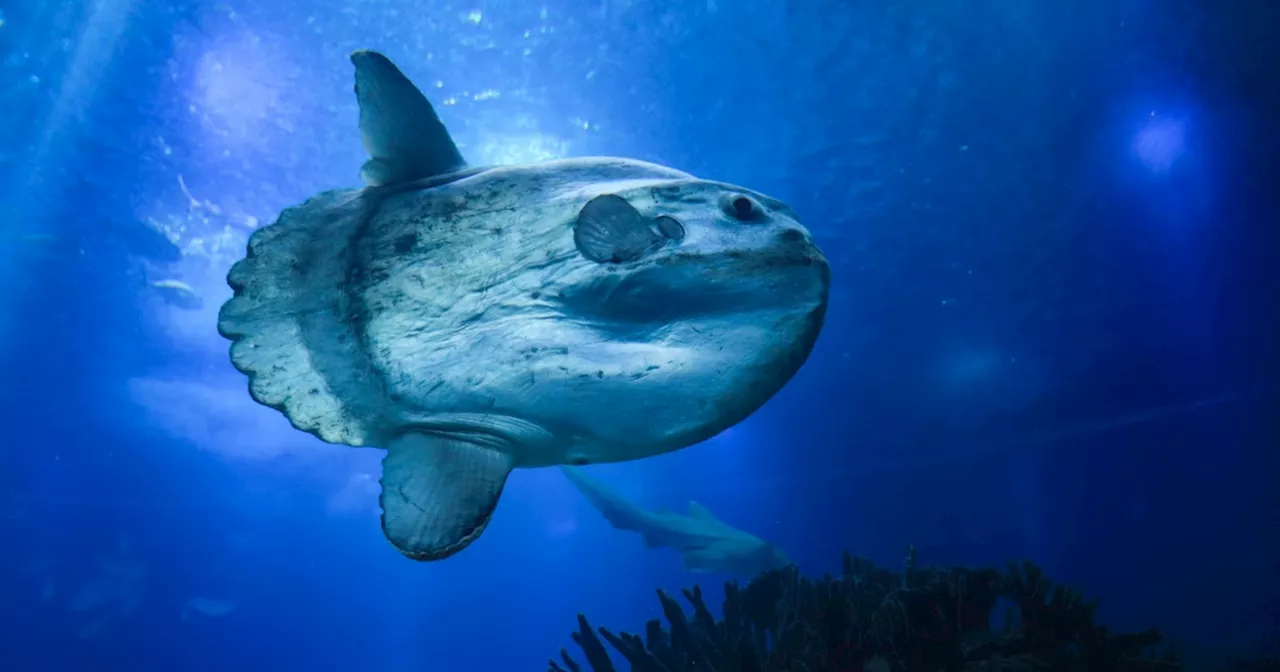 Mondfisch im Aquarium freut sich über Papppuppen