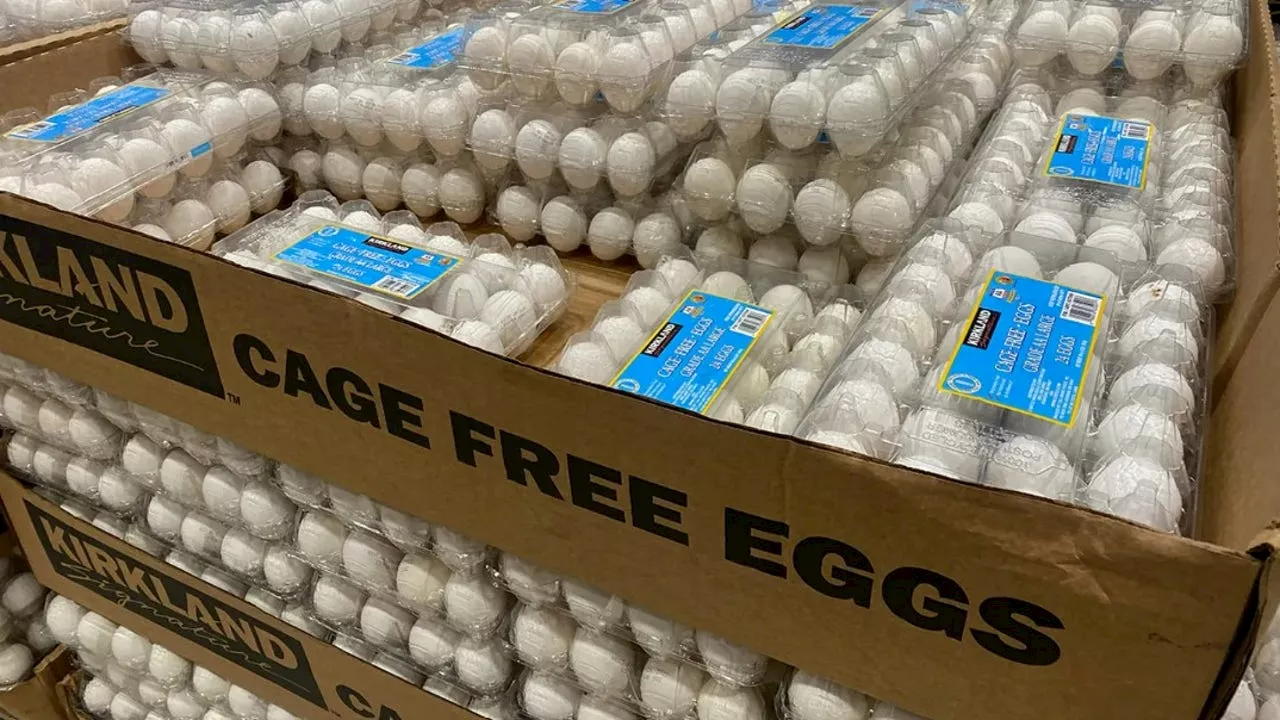 Egg Prices Soar to Record Highs Amid Bird Flu Outbreak and Cage-Free Regulations