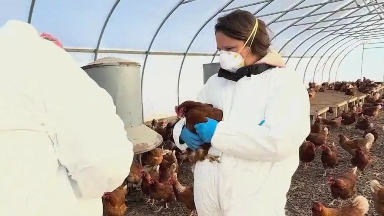 Bird flu wipes out 3,000 hens at Cook County farm: 'Pretty devastating'