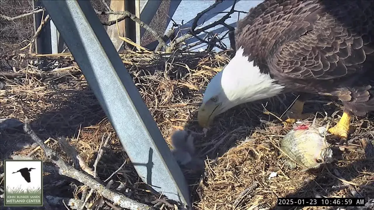 Two New Baby Bald Eagles Hatch at John Bunker Sands Wetland Center