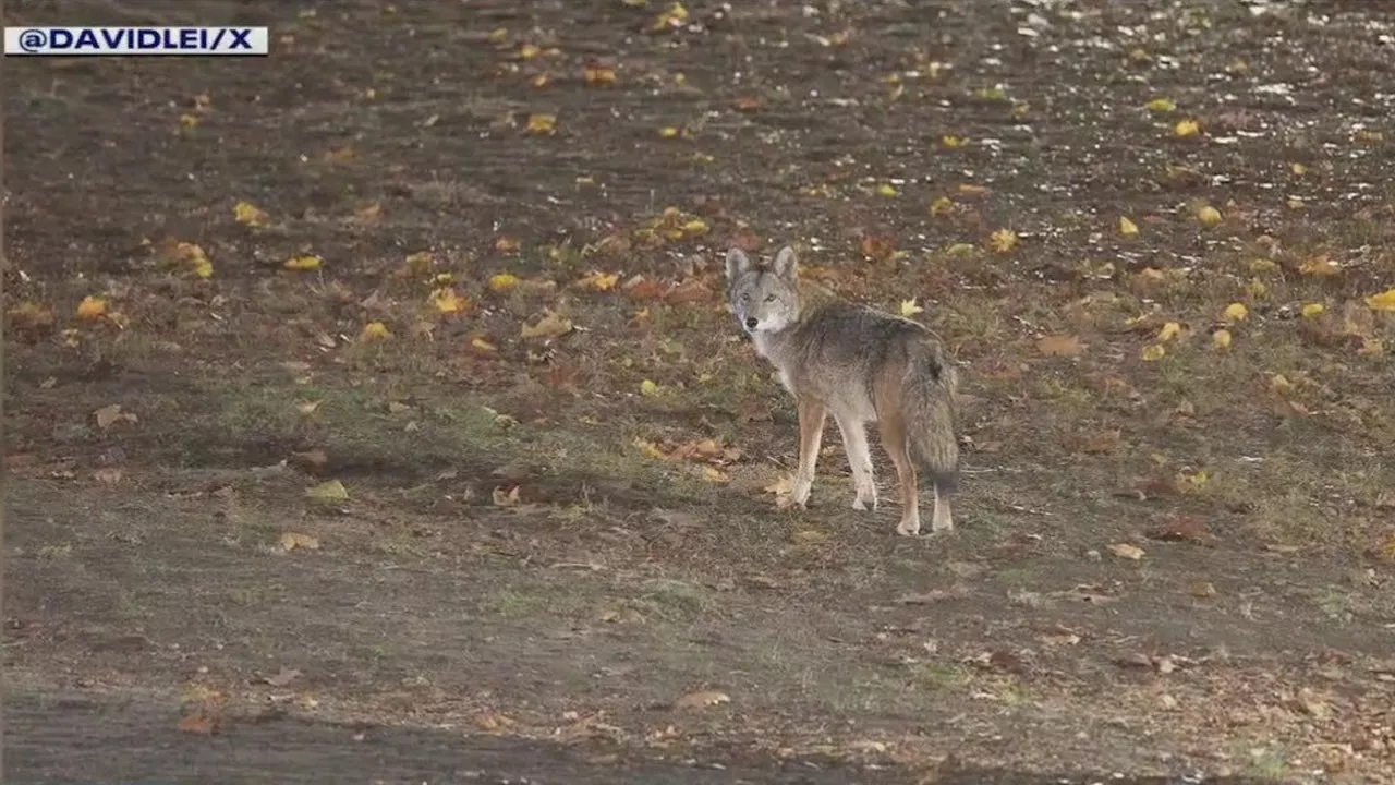 Coyote Spotted in Central Park: A Growing Urban Presence