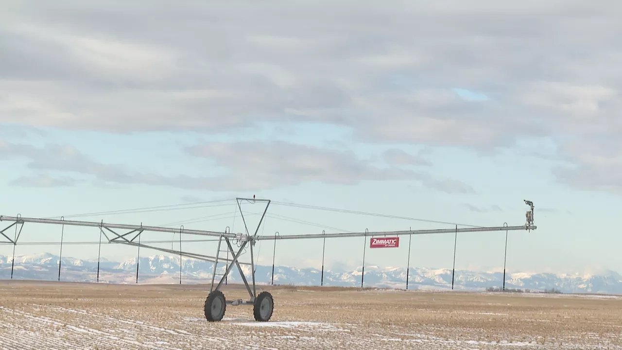 Canadian Farmers Brace for Potential Impact of Trump Tariffs