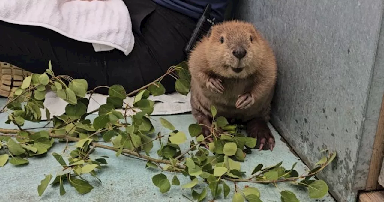 ‘Her personality is huge’: Rescued baby beaver bonds with staff at wildlife centre