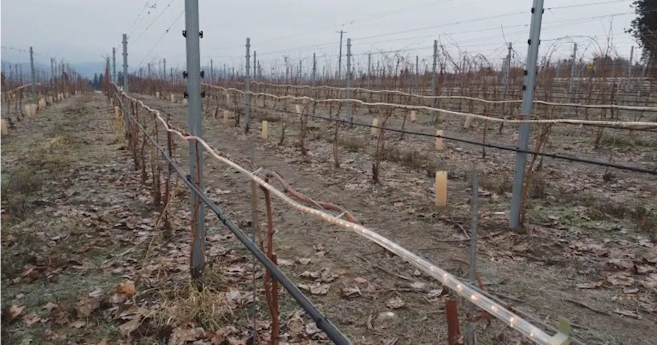 Infrared Technology Warms Vines Against Extreme Cold at Quails' Gate Winery