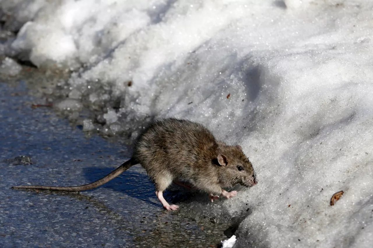 NYC's 'Rat Czar' Exploits Cold Snap to Combat Rodent Population