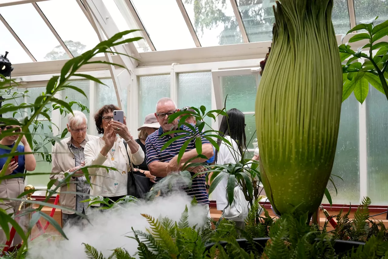 Sydney's Corpse Flower Blooms, Drawing Thousands with Its Pungent Perfume