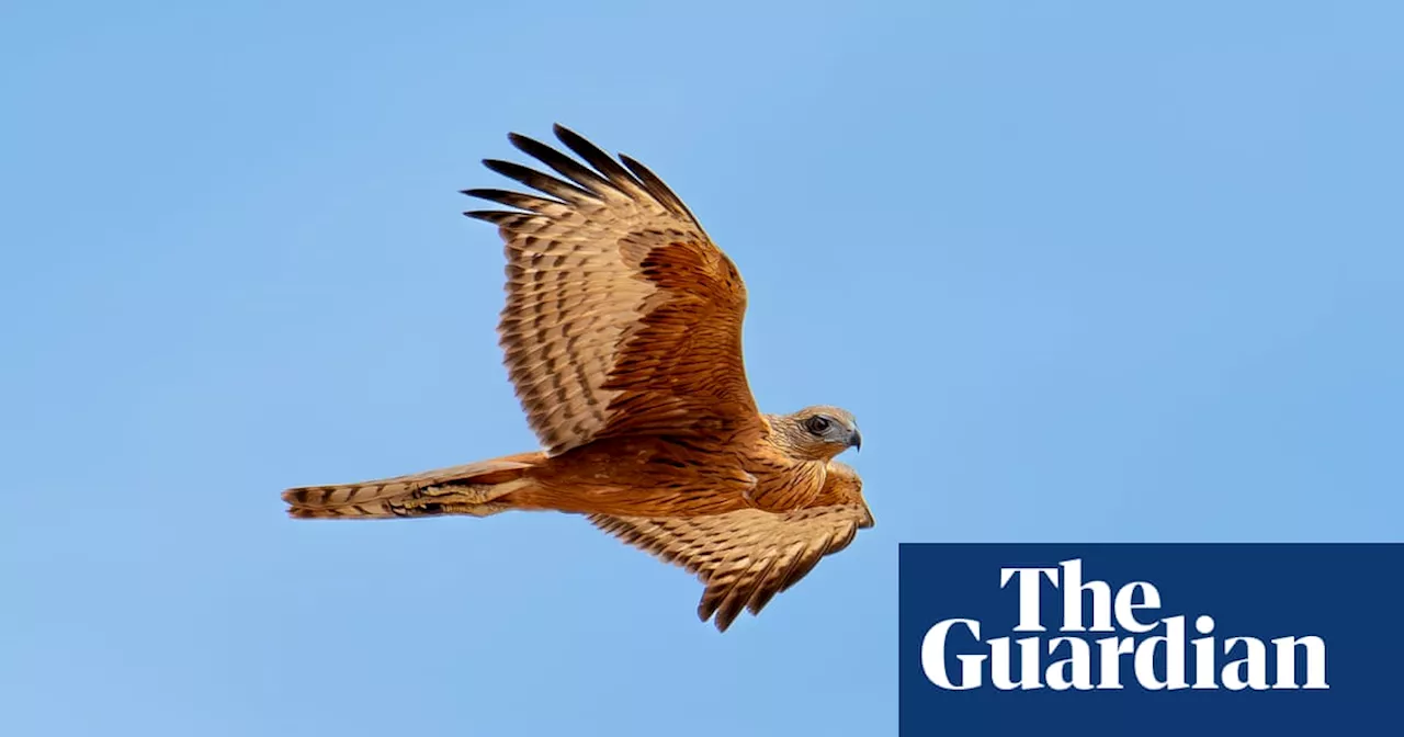 Rare Red Goshawk Spotted on Risky Journey Across Australia