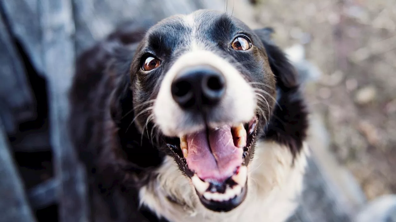 ¿Por qué los perros tienen bigotes? Esta es la función que cumplen, además de hacerlos ver tiernos