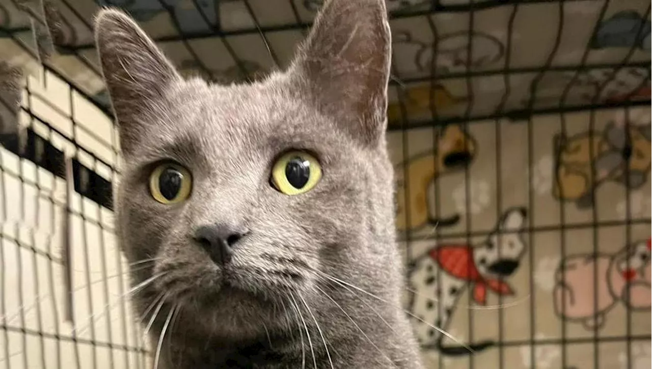 Un Gatto Grigio dal Microchip Britannico: Mistero in Oklahoma