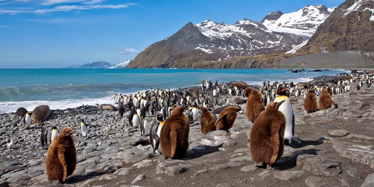 I pinguini della Georgia del Sud rischiano grosso per un iceberg