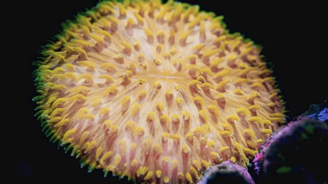 Mushroom Coral's 'Walking' Towards Light Decoded