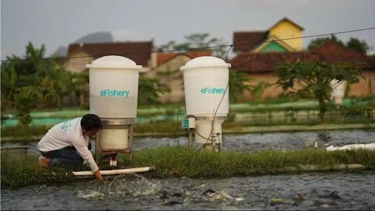 Mengapa Investor Kakap Bisa Dikelabui eFishery terkait Laporan Keuangannya? Ini Kata Pengamat