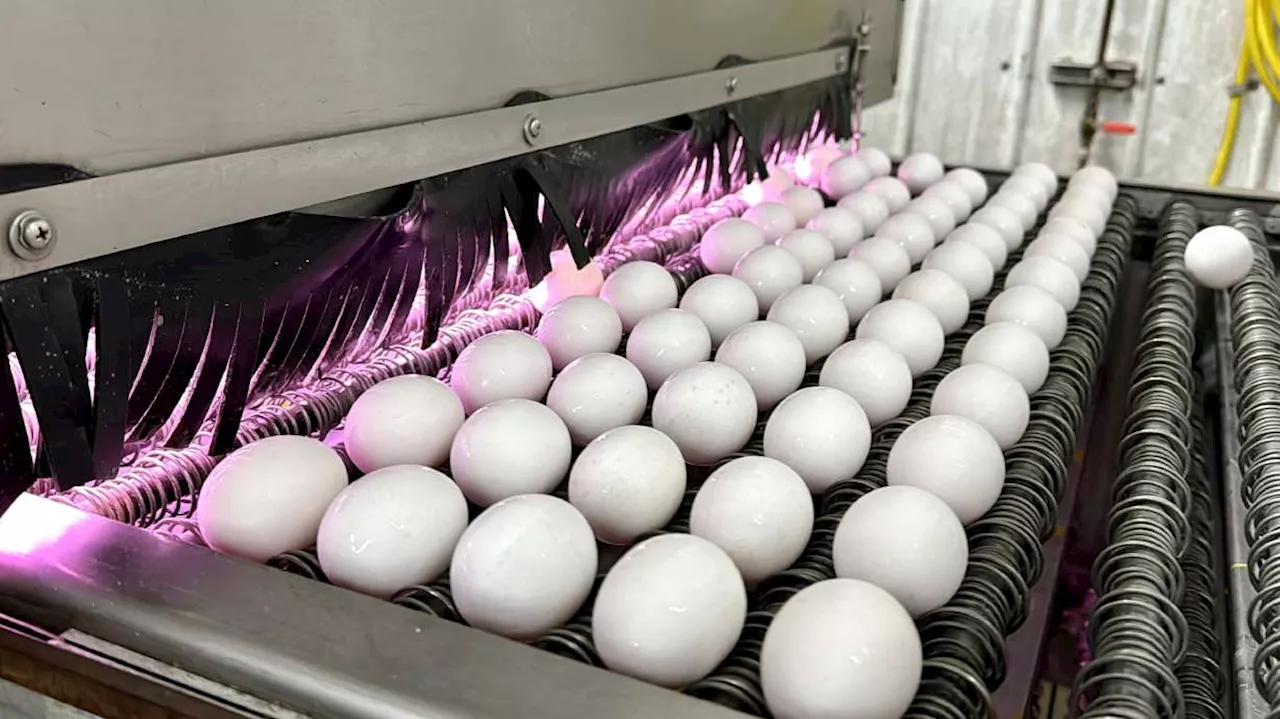 Egg Prices Soar, Leading to Shortages and Increased Consumer Concern