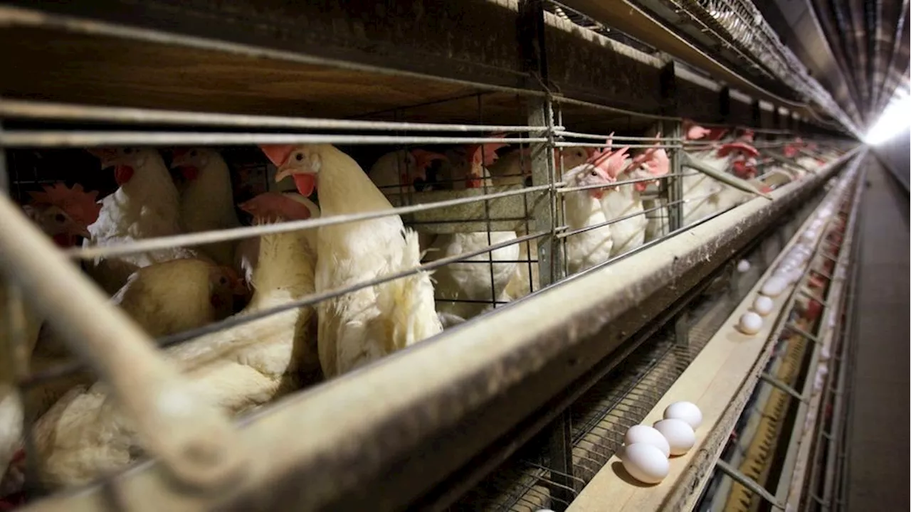 Bird Flu Strikes Again in Ohio, Impacting Millions of Chickens