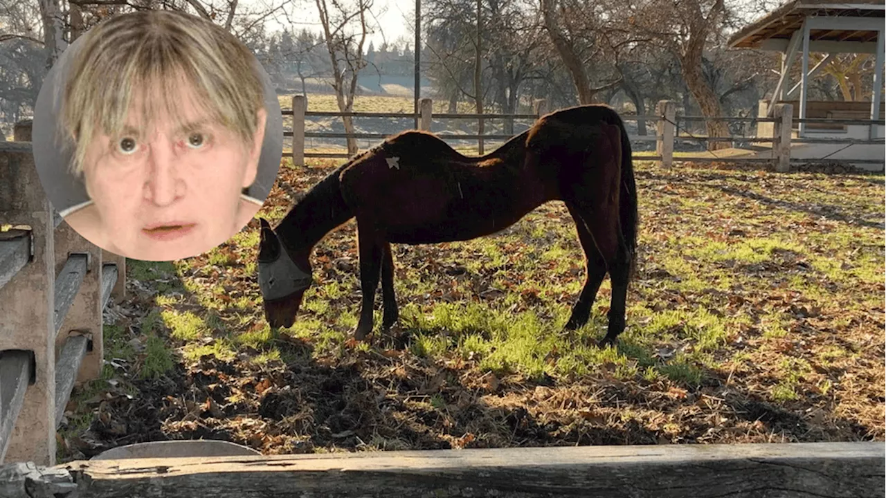 Woman Arrested After 27 Dead Horses Found on California Properties