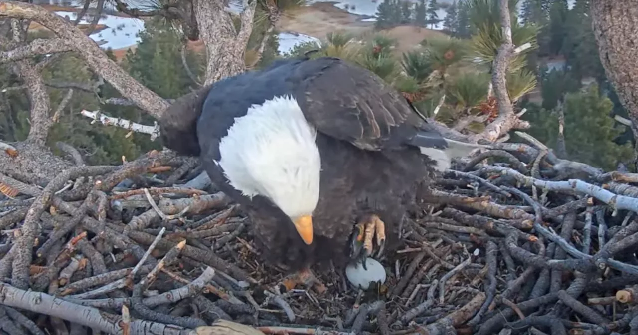 It’s here! Jackie and Shadow lay first egg of the season