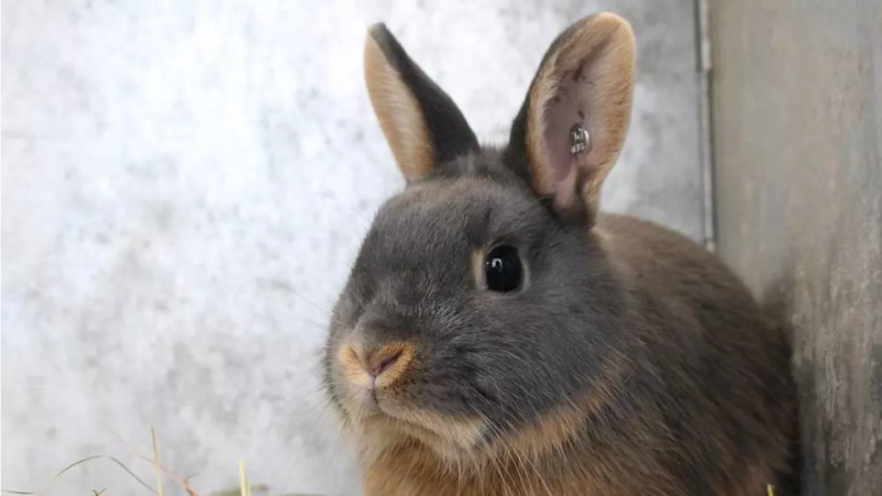 Un homme arrêté pour avoir frappé un lapin après des dizaines de décès suspects au japon