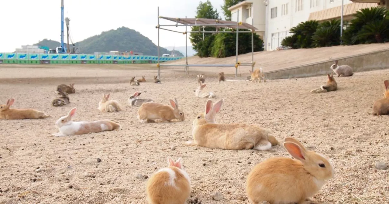 Morts en série : mais que se passe-t-il sur «l’île aux lapins» du Japon ?