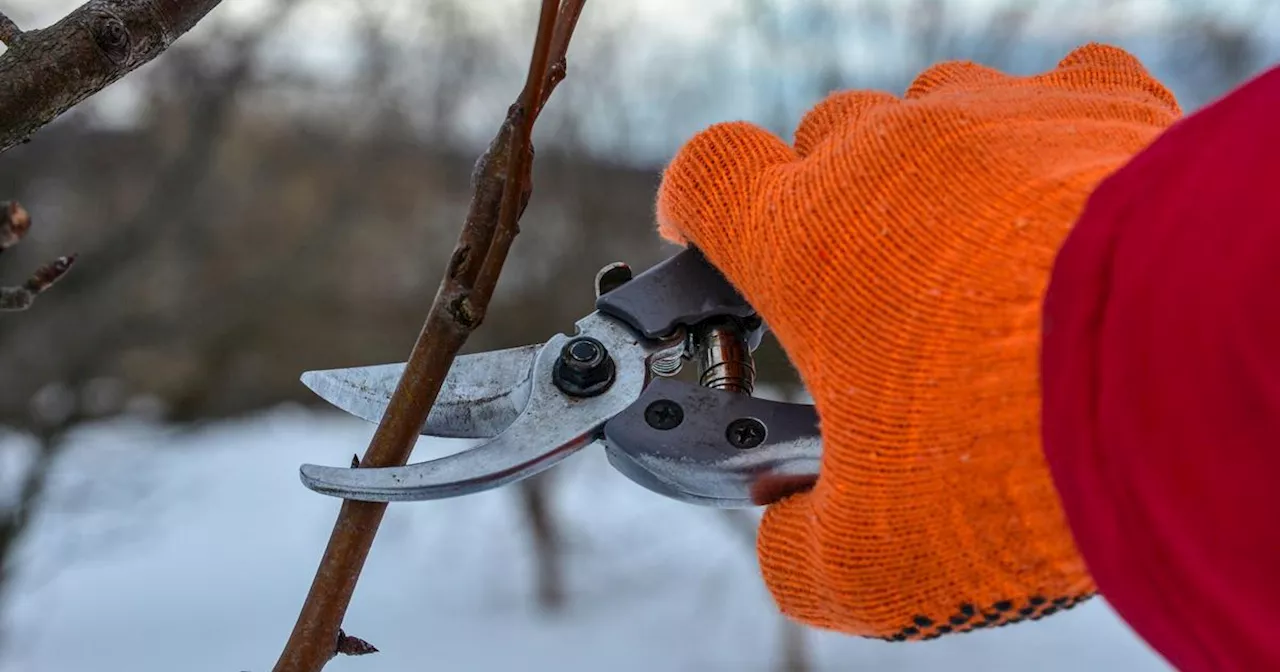 Pourquoi ne faut-il pas tailler certains arbres et arbustes en hiver ?