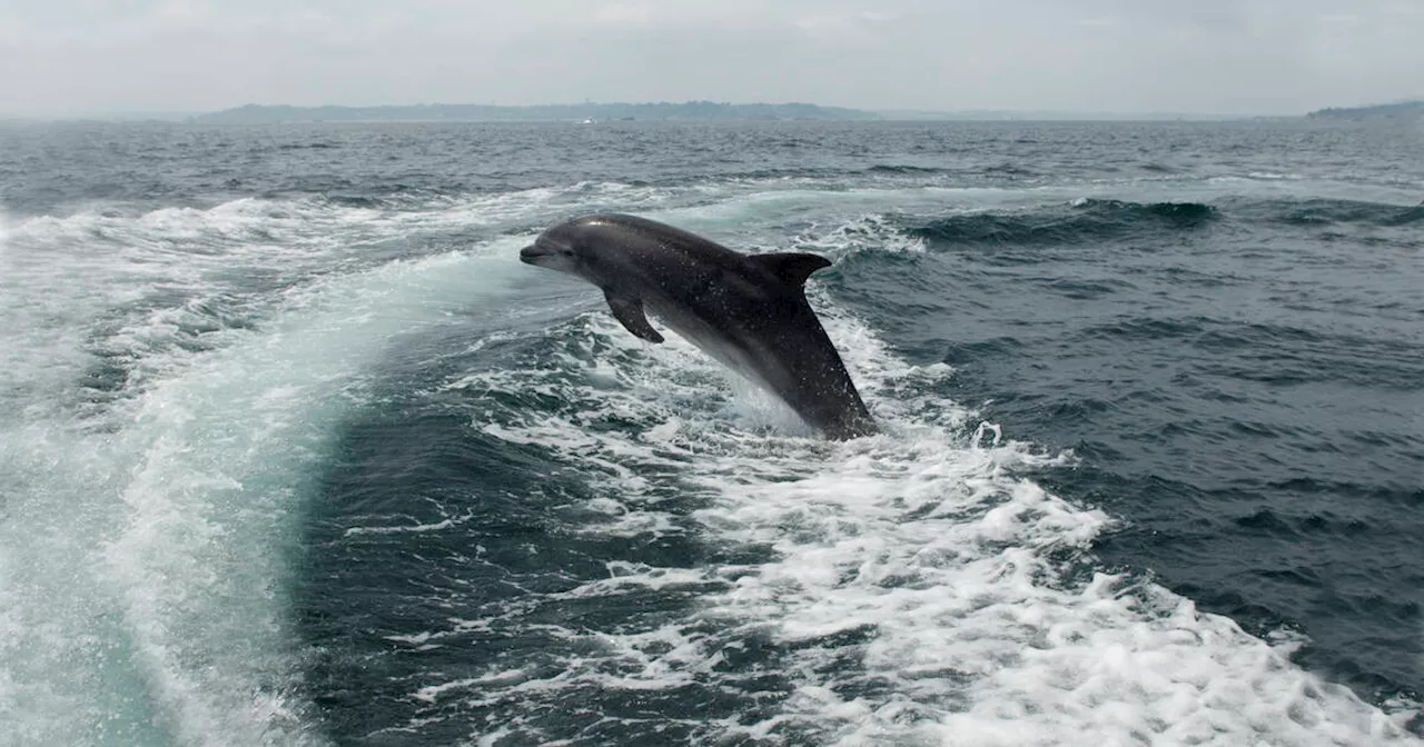 Dauphins dans le golfe de Gascogne : «On ne peut pas laisser des échouages aussi catastrophiques se produire sans rien faire»