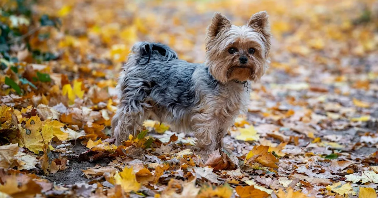 Storm Eowyn: Pet Emergency Services Issue Warning to Dog Owners